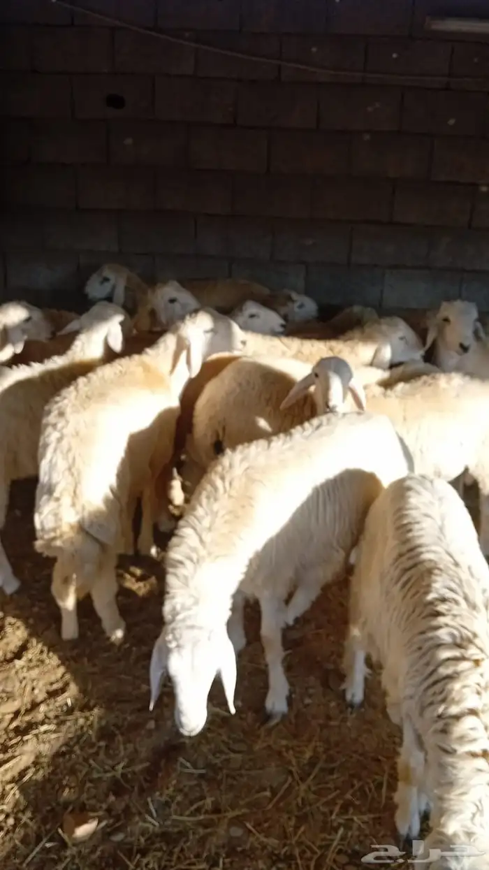 طليان حريات جبره للثلاجة والمناسبات 3