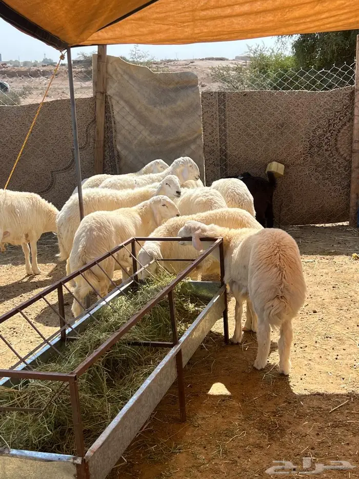 للبيع تفريد او جمله طليان حرى ورخال وسواكن تربيه 4