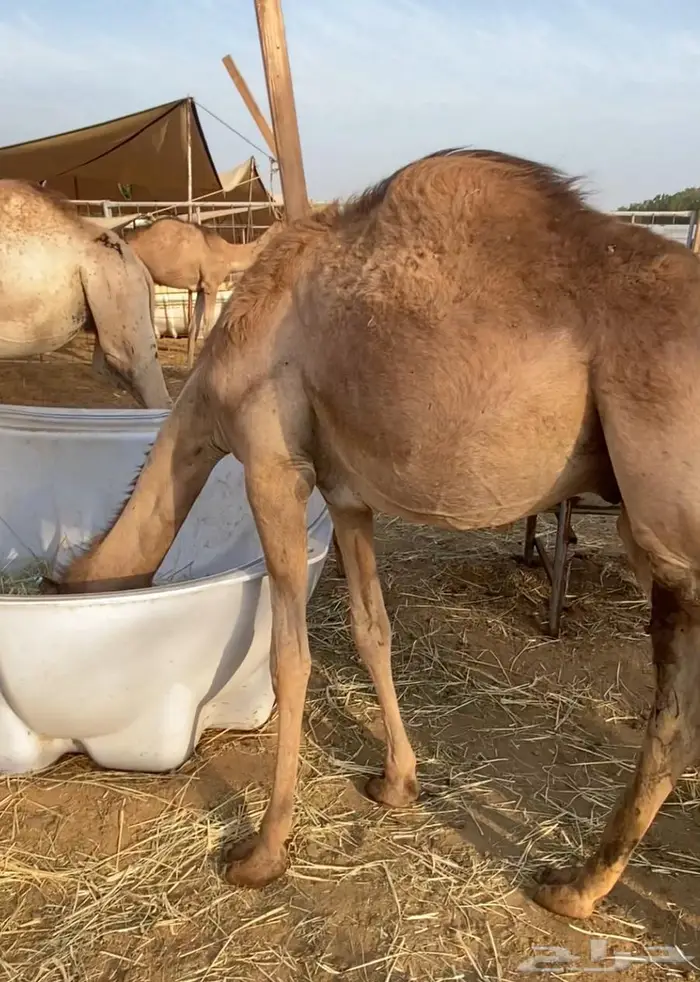 قعود عمره سنه ونص تربية اربع اشهر 0