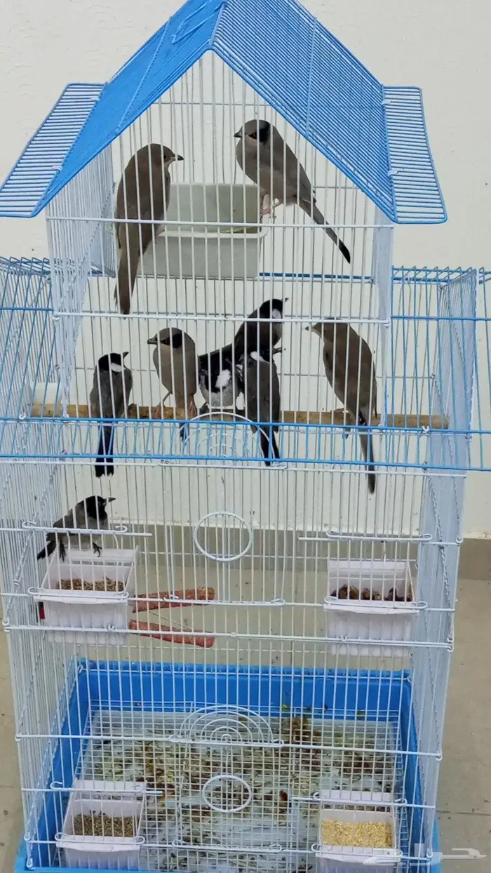 محمية طيور صغيره للبيع كامله 1