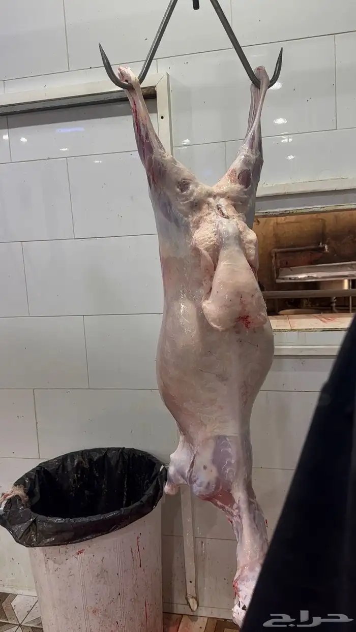 ذبايح شمال السلخ وتوصيل و التكيس 1