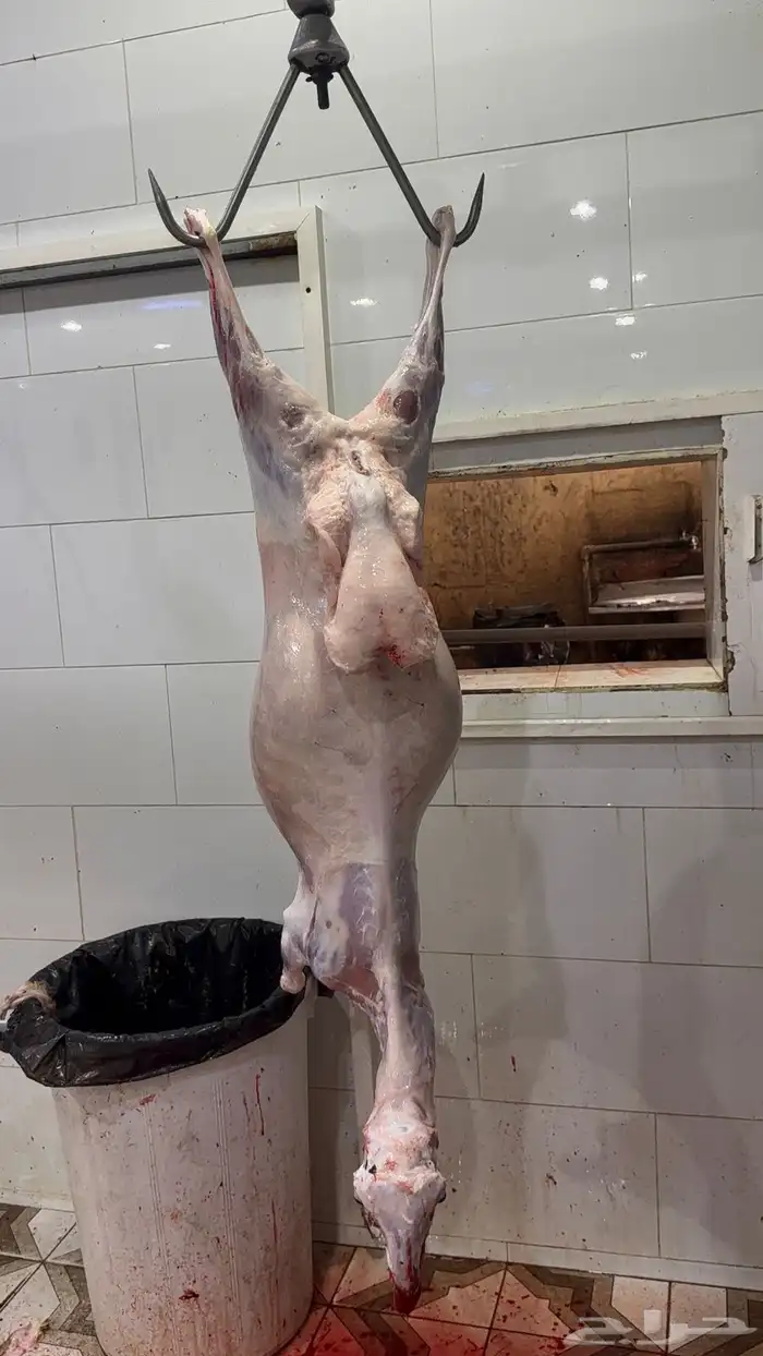 ذبايح شمال السلخ وتوصيل و التكيس 3