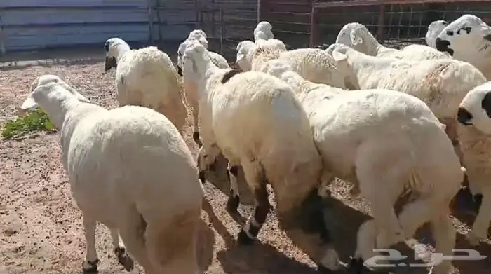 سواكن بيض شبيه الحري 1