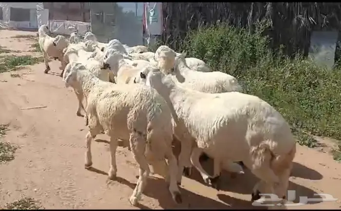 سواكن بيض شبيه الحري 4