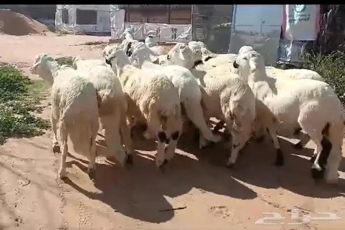 سواكن بيض شبيه الحري 3