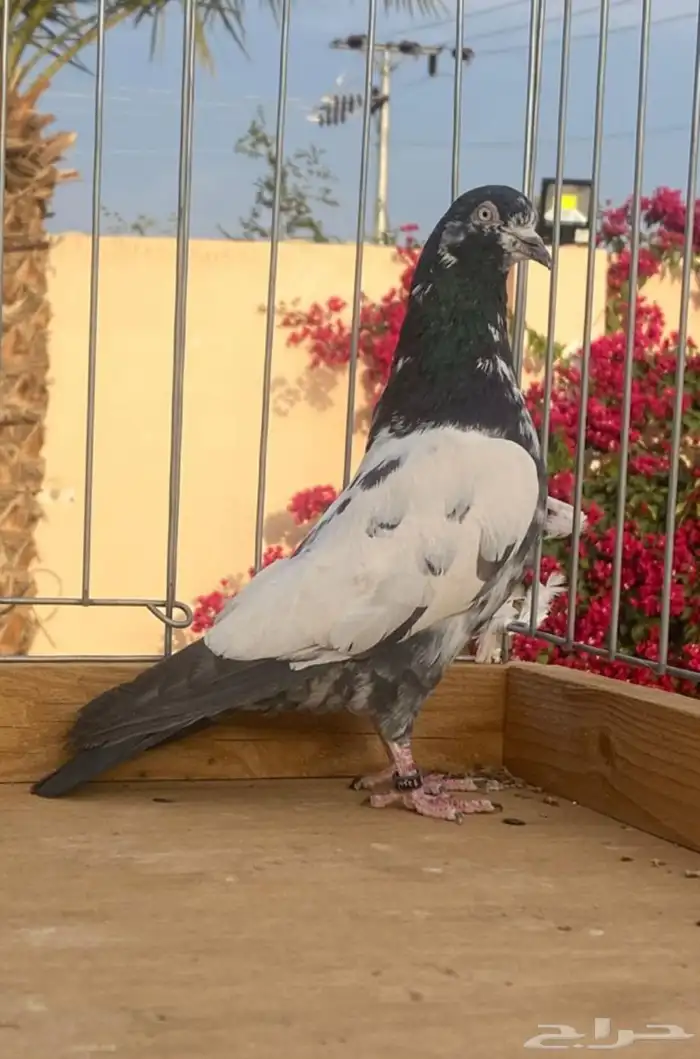 للبيع زوج تيدي 1