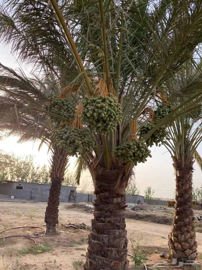 مزرعة 13