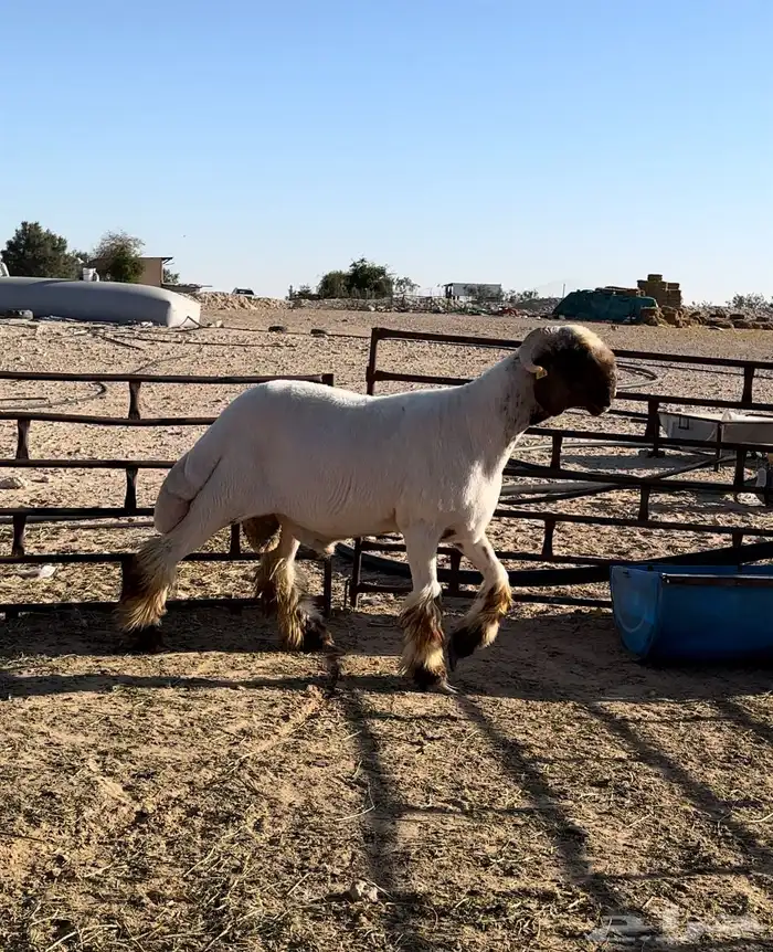 جذع فحل غنم صنف نعيم 0