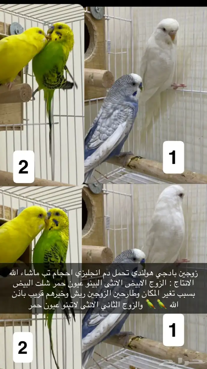 بادجي هولندي تم البيع 0