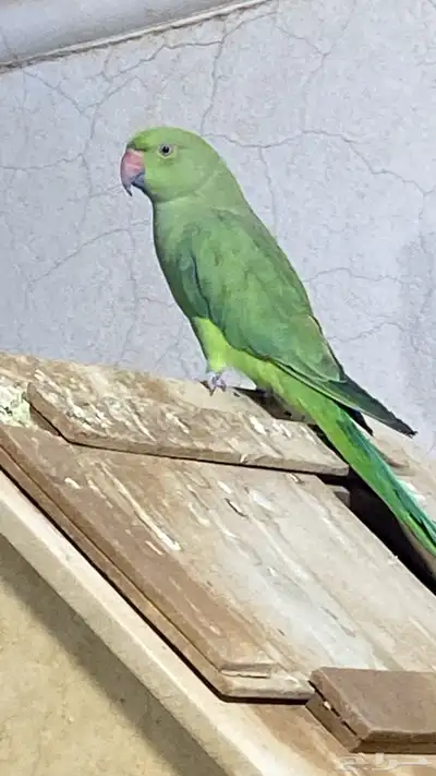 بيع طيور 2