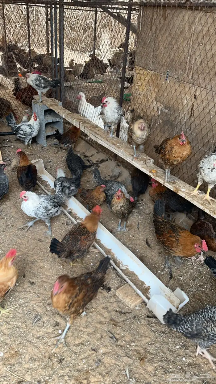 ديوك وفراريج فيومي وبلدي 2