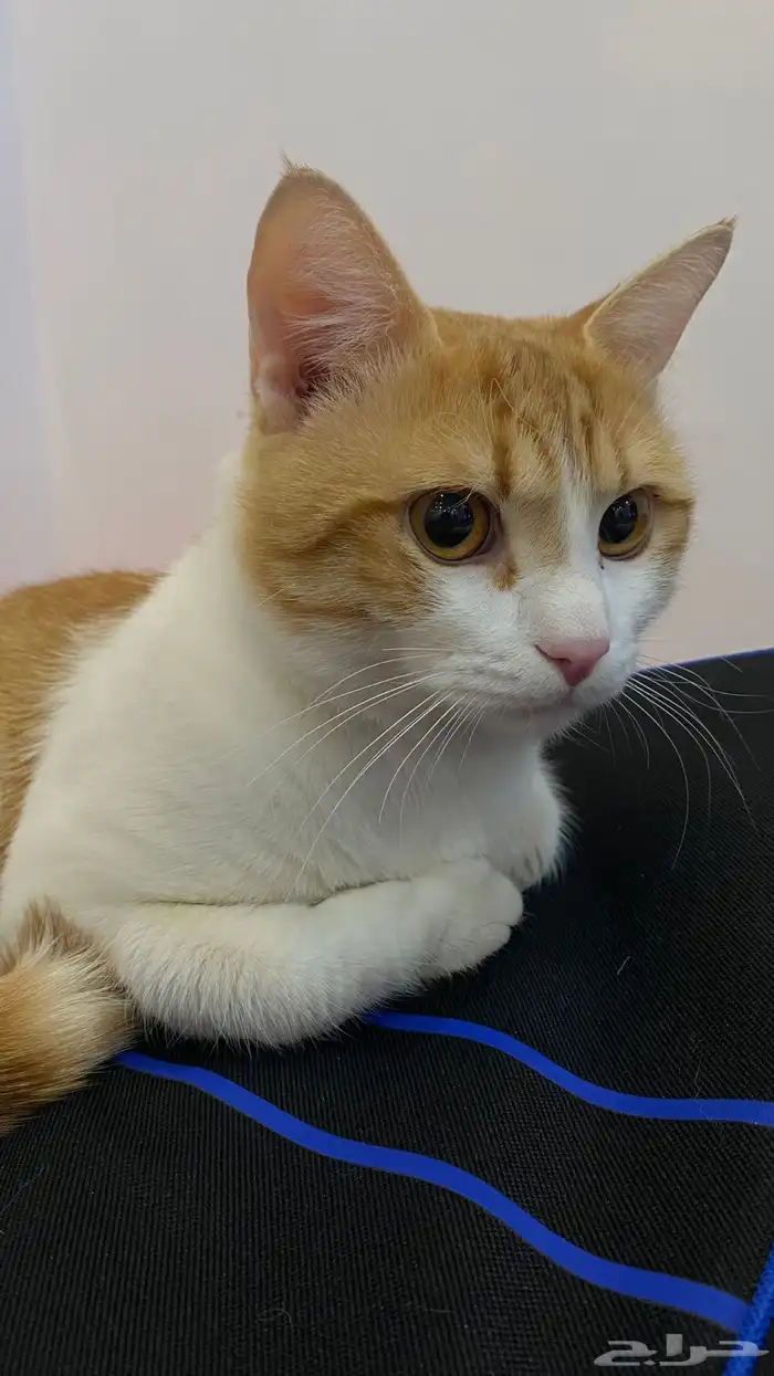 قط تبني بلدي ( تواصل مع الرقم ) 2