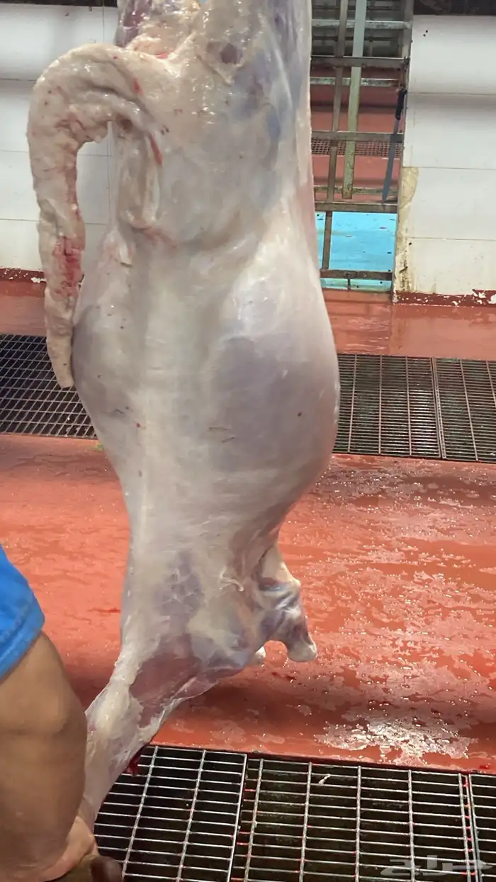 سواكني تربيه من المزرعه لباب بيتك 13