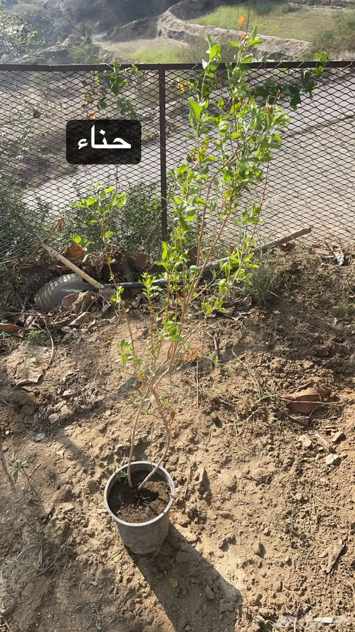 جميع الشتلات وعلا حسب الطلب نوفر لكم 3