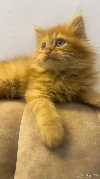 عمر شهرين سليم لعوب 300 2
