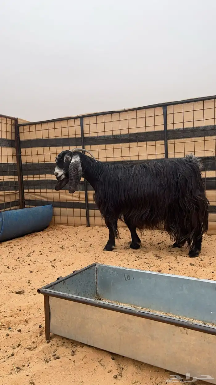 للبيع عنز طيبه 2