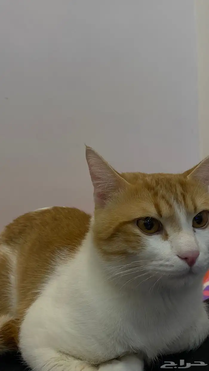 قط تبني بلدي ( تواصل مع الرقم ) 0