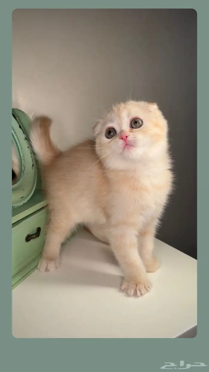 قطط للبيع سكوتش فولد ستريت شيرازي هملايا الرياض الخرج بريدة 0