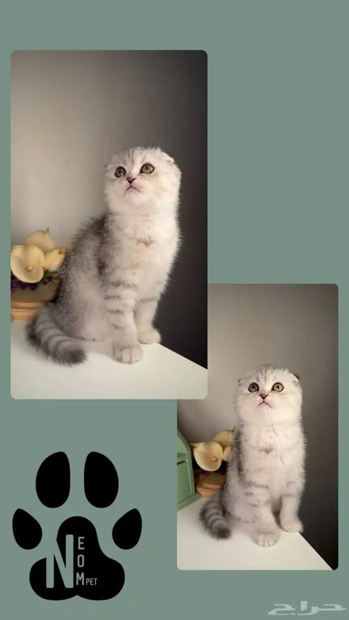 قطط للبيع سكوتش فولد ستريت شيرازي هملايا الرياض الخرج بريدة 2