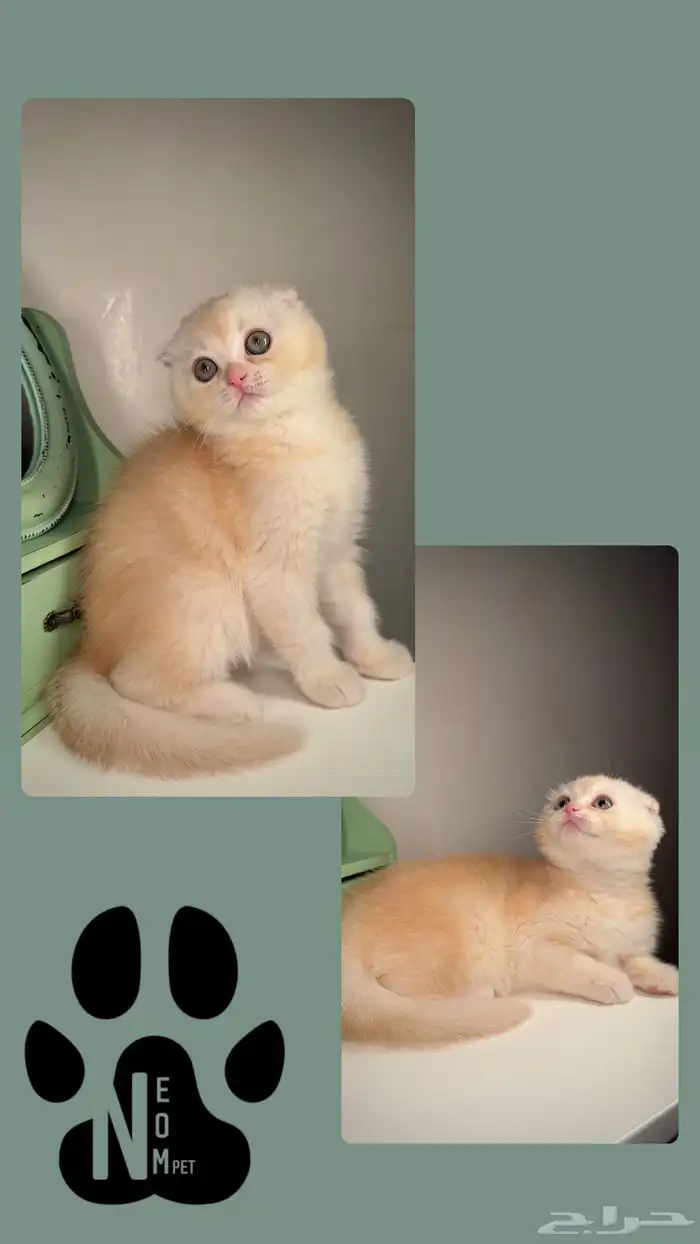قطط للبيع سكوتش فولد ستريت شيرازي هملايا الرياض الخرج بريدة 5