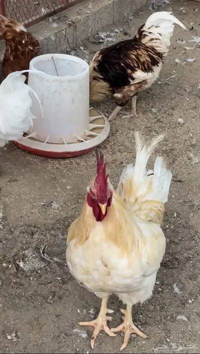 لوهمان 3