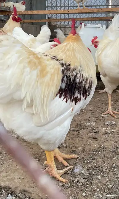 لوهمان 1