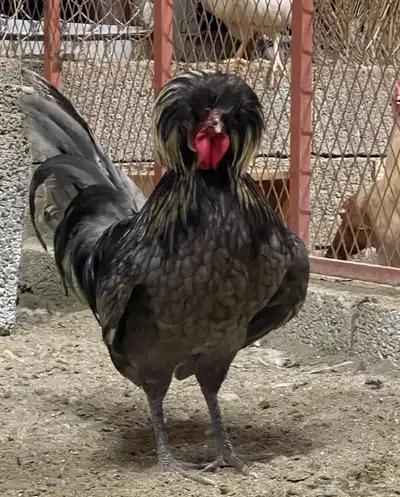 صوص دجاج بولش 0
