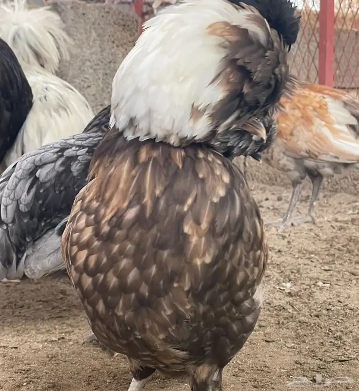 صوص دجاج بولش 6