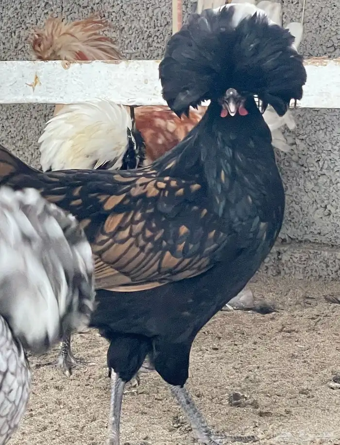 صوص دجاج بولش 5