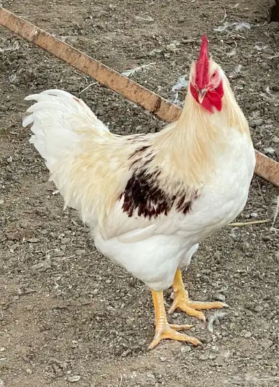 لوهمان 0