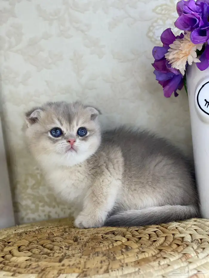 قطط قط قطوه قطو بيكي فيس سكوتش فولد قولد بيور قطه شيرازي بس 2