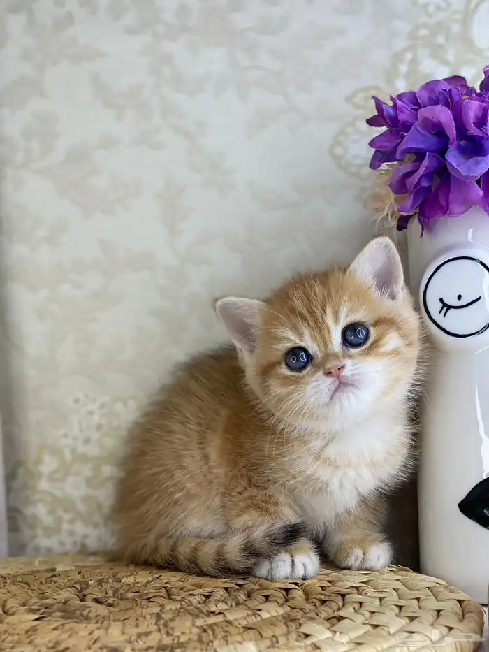 قطط قط قطوه قطو بيكي فيس سكوتش فولد قولد بيور قطه شيرازي بس 6