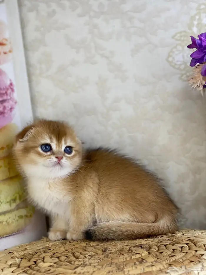 قطط قط قطوه قطو بيكي فيس سكوتش فولد قولد بيور قطه شيرازي بس 14