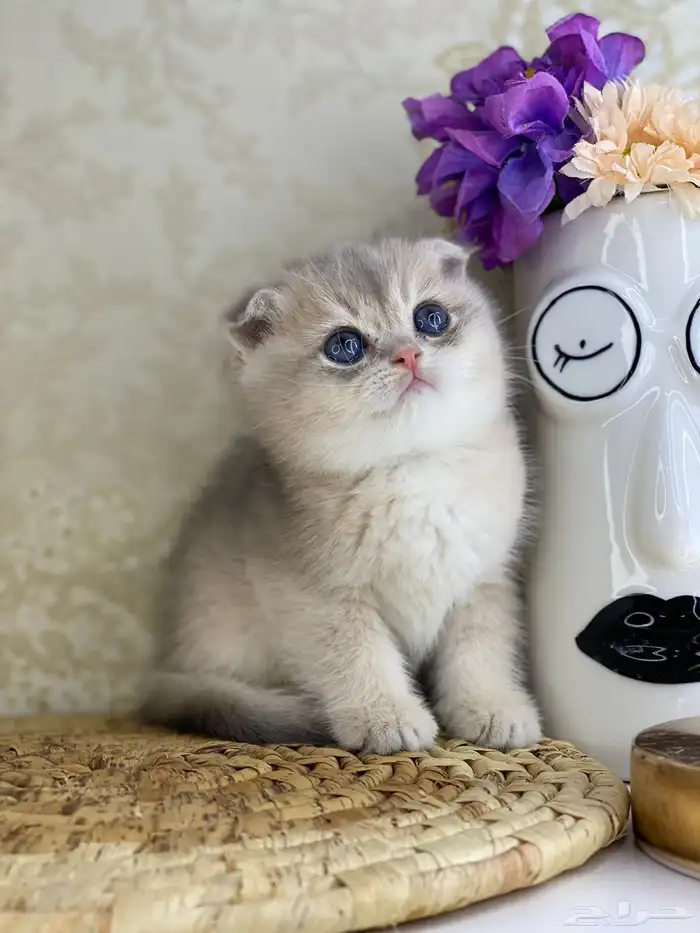 قطط قط قطوه قطو بيكي فيس سكوتش فولد قولد بيور قطه شيرازي بس 3