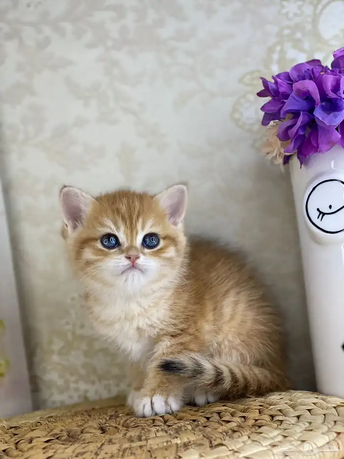 قطط قط قطوه قطو بيكي فيس سكوتش فولد قولد بيور قطه شيرازي بس 9