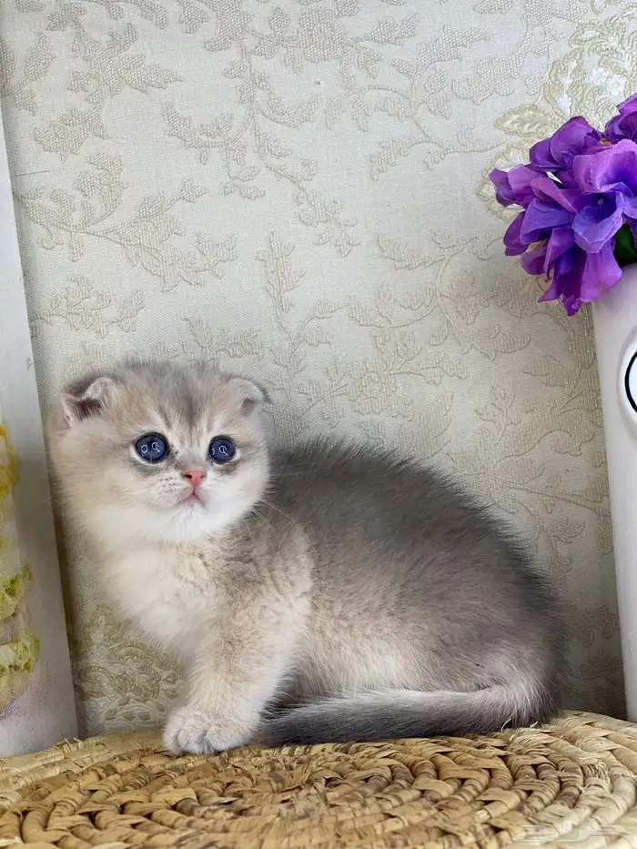 قطط قط قطوه قطو بيكي فيس سكوتش فولد قولد بيور قطه شيرازي بس 5