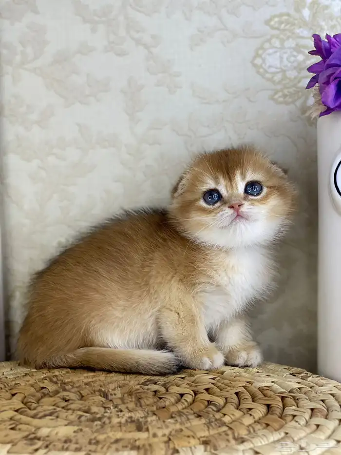 قطط قط قطوه قطو بيكي فيس سكوتش فولد قولد بيور قطه شيرازي بس 11