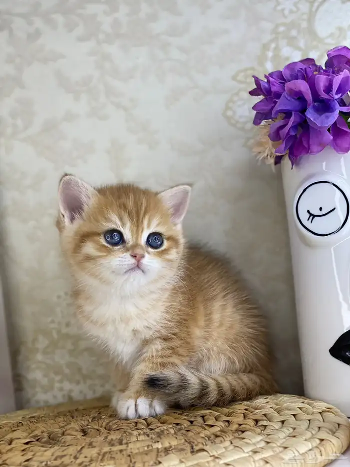 قطط قط قطوه قطو بيكي فيس سكوتش فولد قولد بيور قطه شيرازي بس 7