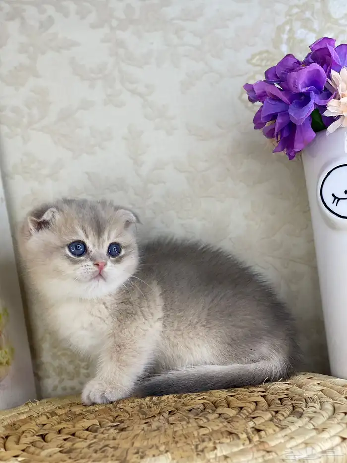 قطط قط قطوه قطو بيكي فيس سكوتش فولد قولد بيور قطه شيرازي بس 1