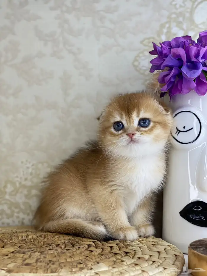 قطط قط قطوه قطو بيكي فيس سكوتش فولد قولد بيور قطه شيرازي بس 12