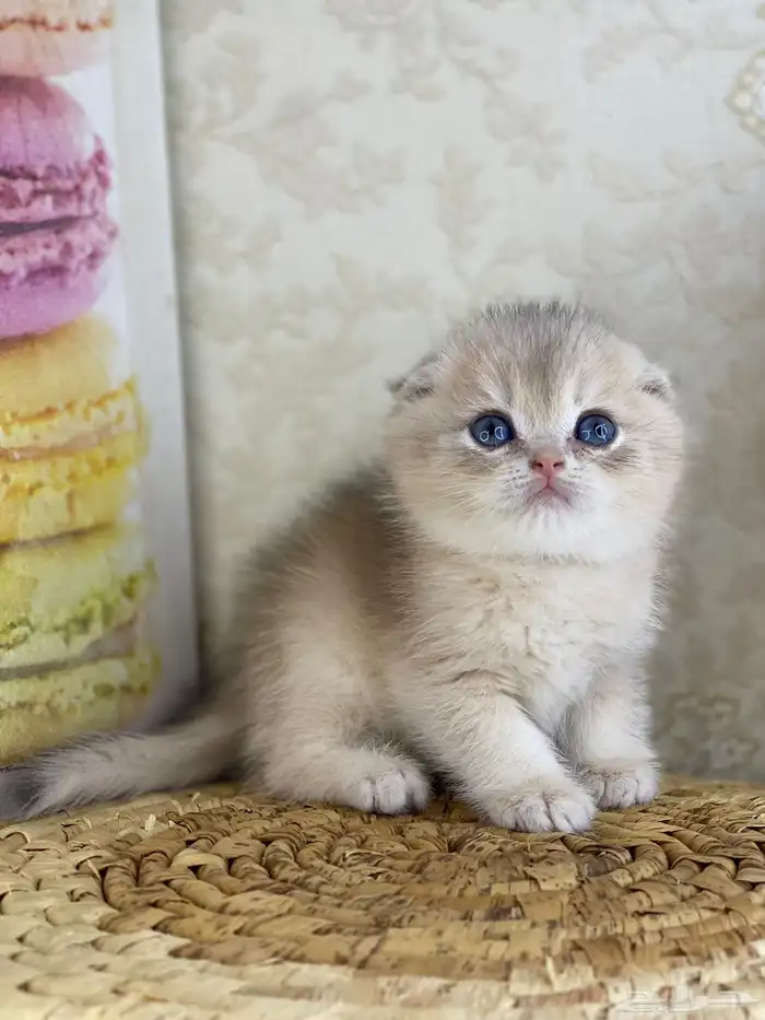 قطط قط قطوه قطو بيكي فيس سكوتش فولد قولد بيور قطه شيرازي بس 19