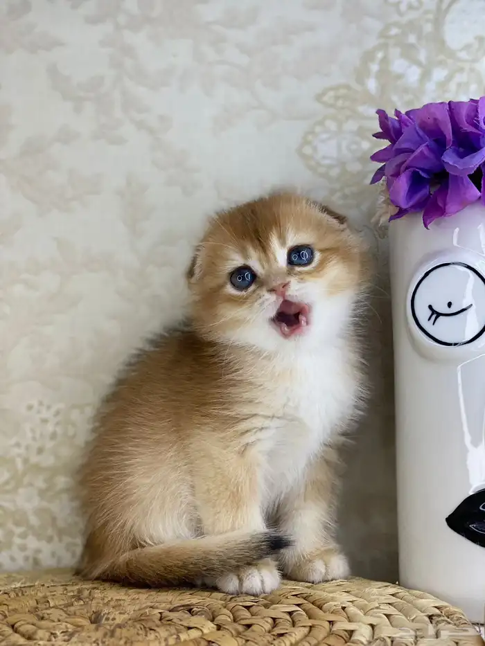 قطط قط قطوه قطو بيكي فيس سكوتش فولد قولد بيور قطه شيرازي بس 10