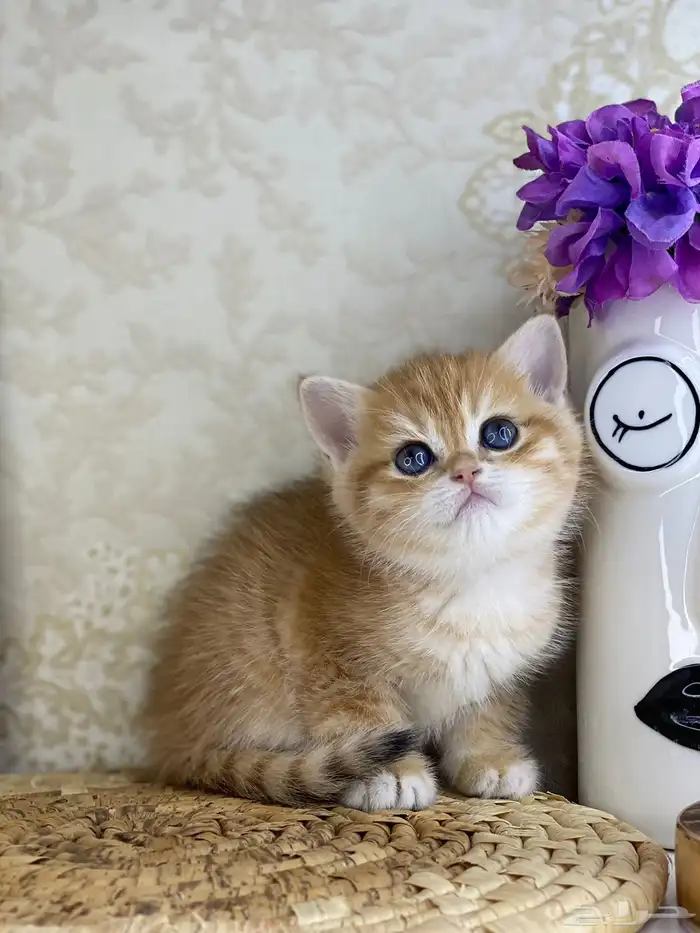 قطط قط قطوه قطو بيكي فيس سكوتش فولد قولد بيور قطه شيرازي بس 8