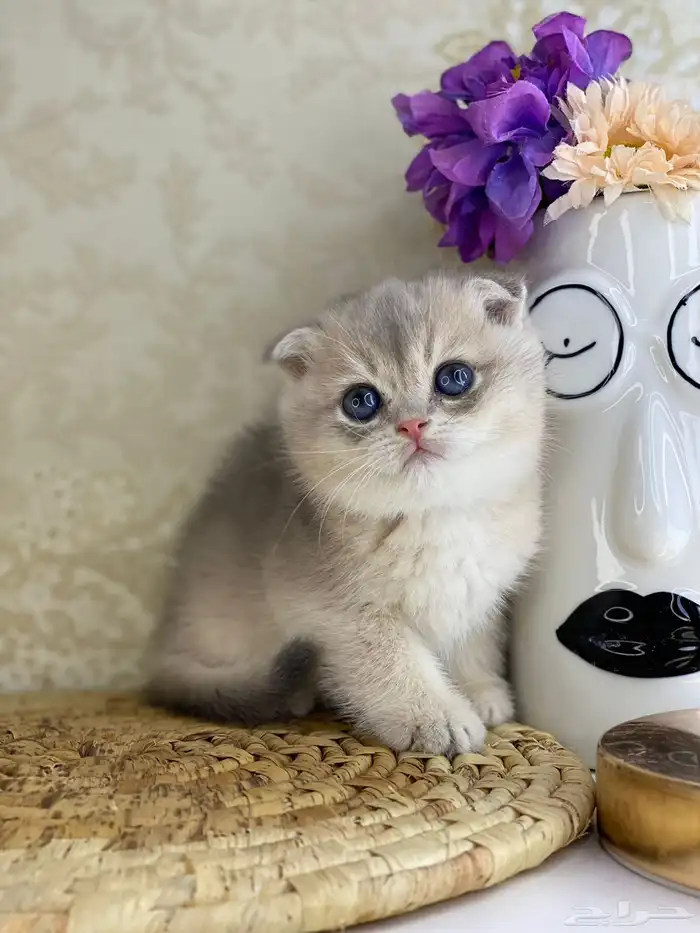 قطط قط قطوه قطو بيكي فيس سكوتش فولد قولد بيور قطه شيرازي بس 0