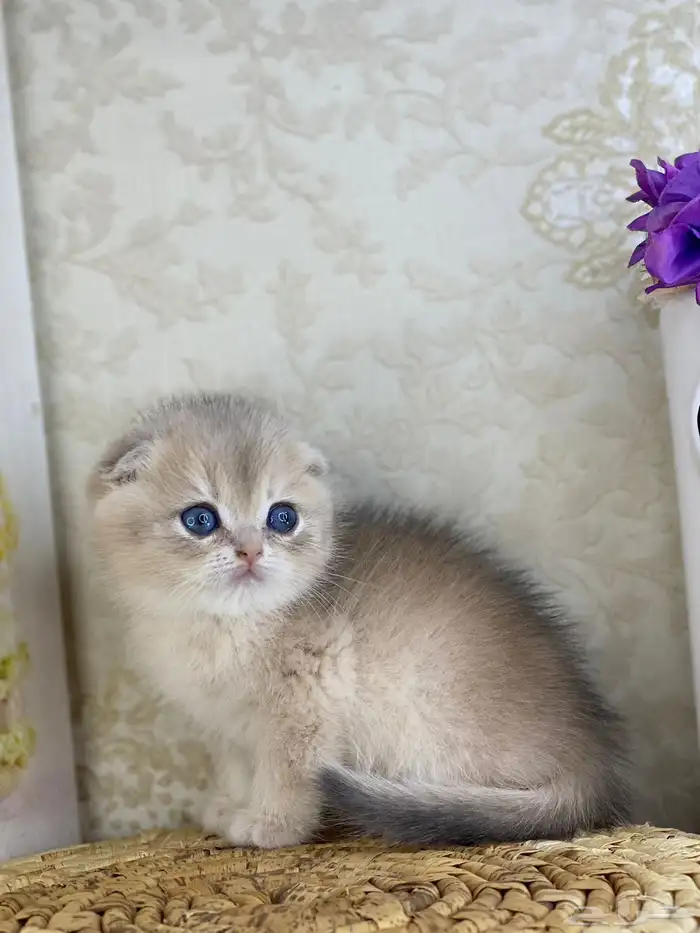 قطط قط قطوه قطو بيكي فيس سكوتش فولد قولد بيور قطه شيرازي بس 16