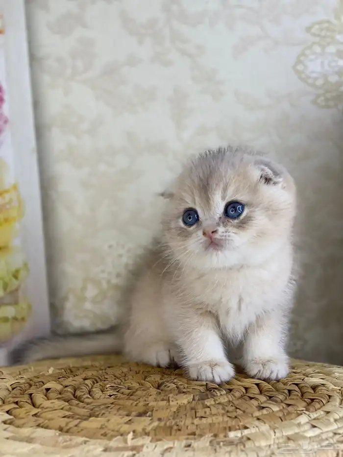 قطط قط قطوه قطو بيكي فيس سكوتش فولد قولد بيور قطه شيرازي بس 18