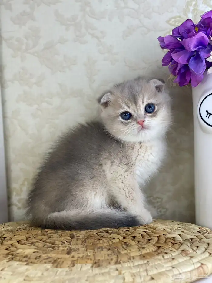 قطط قط قطوه قطو بيكي فيس سكوتش فولد قولد بيور قطه شيرازي بس 4