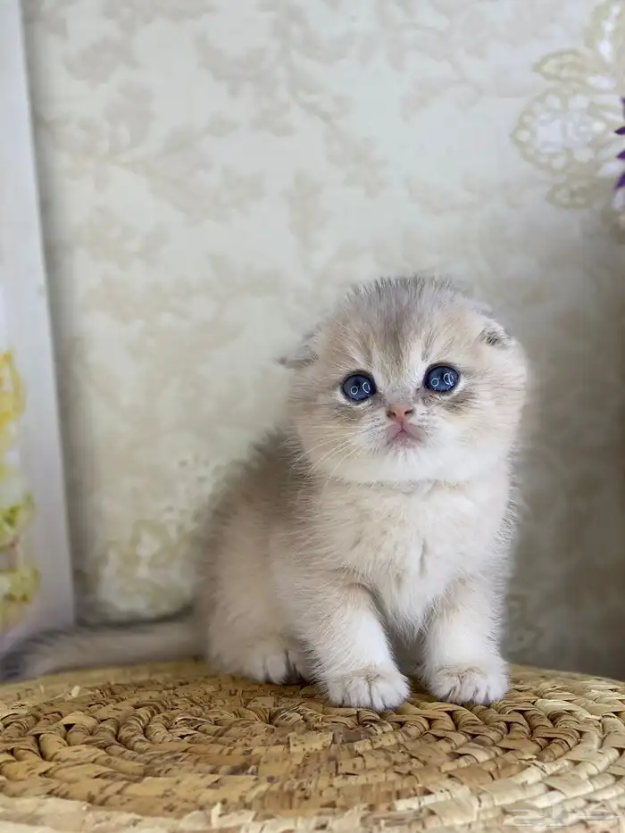 قطط قط قطوه قطو بيكي فيس سكوتش فولد قولد بيور قطه شيرازي بس 17