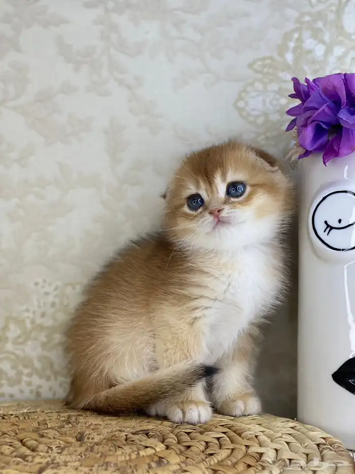 قطط قط قطوه قطو بيكي فيس سكوتش فولد قولد بيور قطه شيرازي بس 13