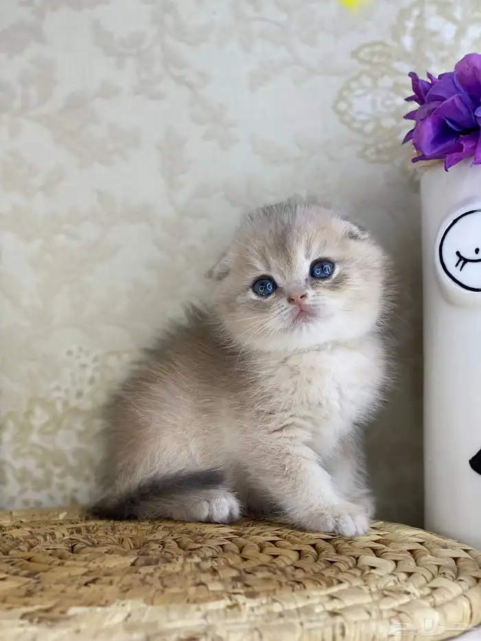 قطط قط قطوه قطو بيكي فيس سكوتش فولد قولد بيور قطه شيرازي بس 15